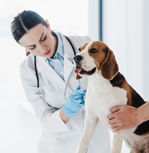 Kırkağaç Veteriner